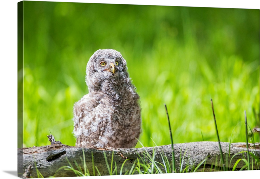 USA, Wyoming, Grand Teton National Park, Great Gray Owl Fledgling sitting on log in grasses.