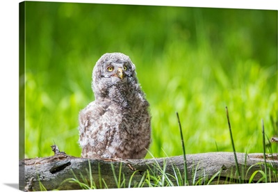 A Great Gray Owlet