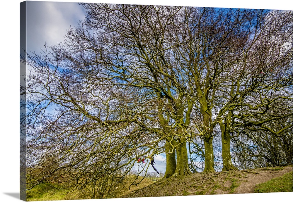 A grove of trees at Avebury, UK, a major Neolithic and medieval site.