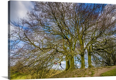 A Grove Of Trees At Avebury, UK, A Major Neolithic And Medieval Site