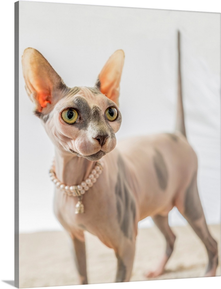 A hairless sphinx cat wearing pearls poses for a portrait (PR).