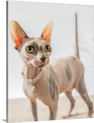 A Hairless Sphinx Cat Wearing Pearls Poses For A Portrait