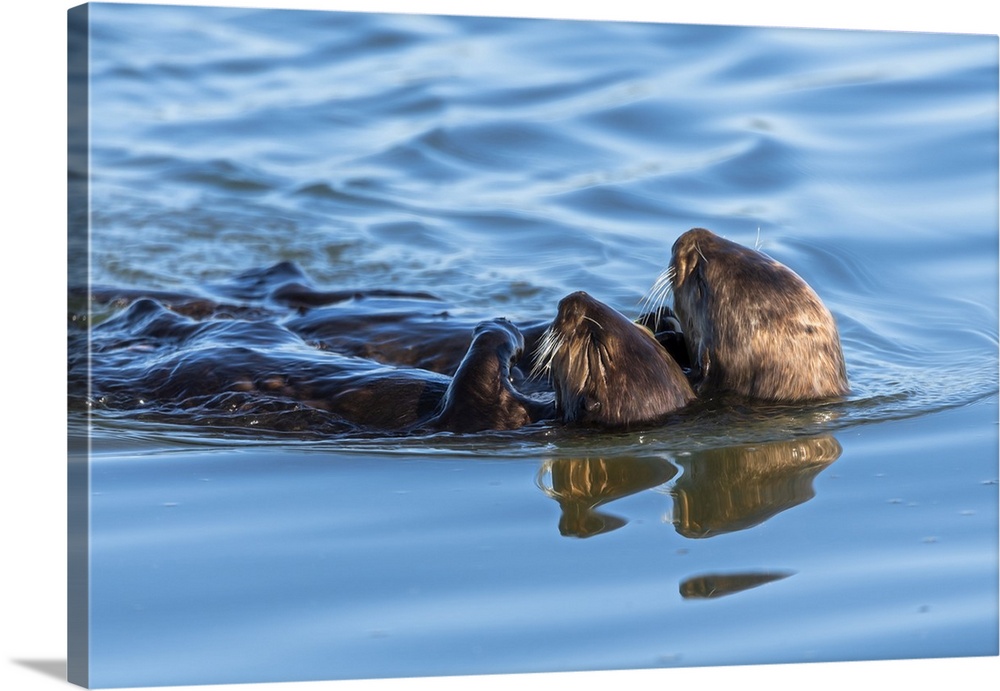 A juvenile and mother sea otter float together serenely in Moss Landing Harbor, California. United States, California.