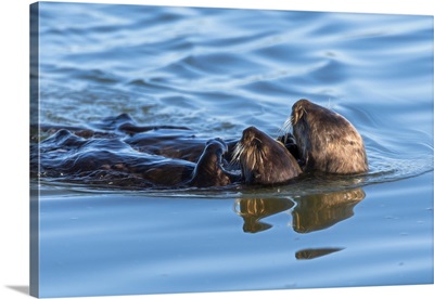 A Juvenile And Mother Sea Otter Float Together In Moss Landing Harbor, California