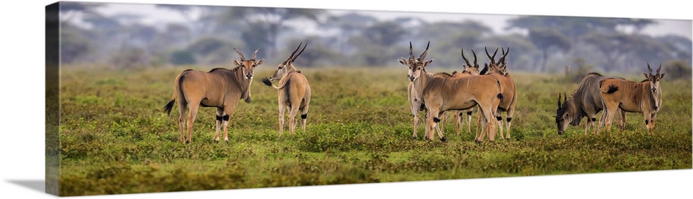 Africa. Tanzania. Eland (Taurotragus oryx), a large antelope, at Ndutu in Serengeti NP (photo illustration).