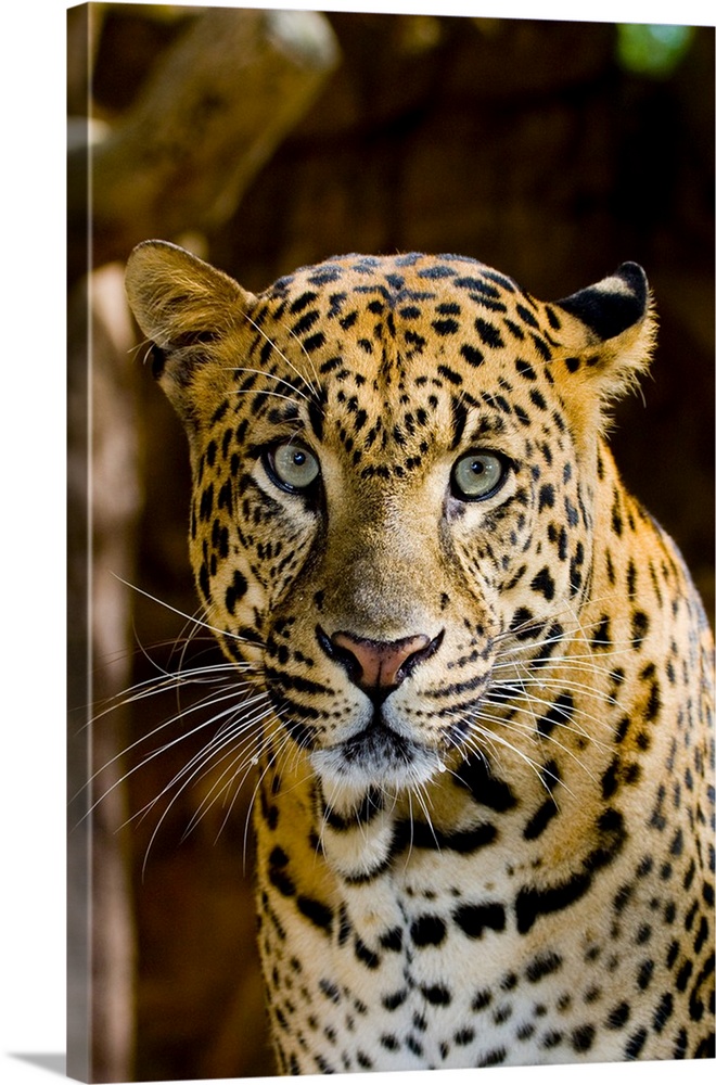 The leopard (Panthera pardus) is an Old World mammal of the Felidae family and the smallest of the four 'big cats' of the ...