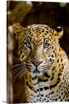 A leopard with an intense gaze