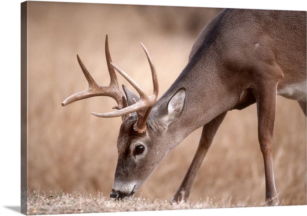 A male whitetail deer grazes in a meadow of dry grass in the fall.