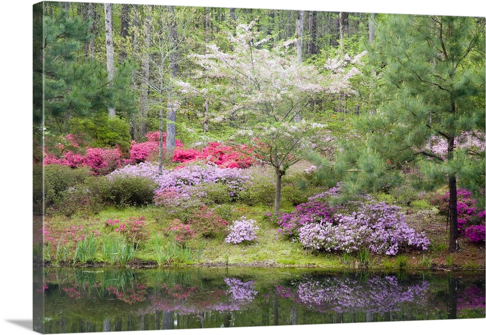 USA, Georgia, Pine Mountain. A mixture of dogwood and azaleas in the garden.