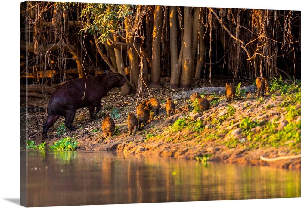 A mother capybara leads her group of baby capybara out of the water in front of a cayman in the Brazilian Pantanal.