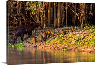 A Mother Capybara Leads Her Group Of Baby Capybara Out Of The Water, Brazilian Pantanal