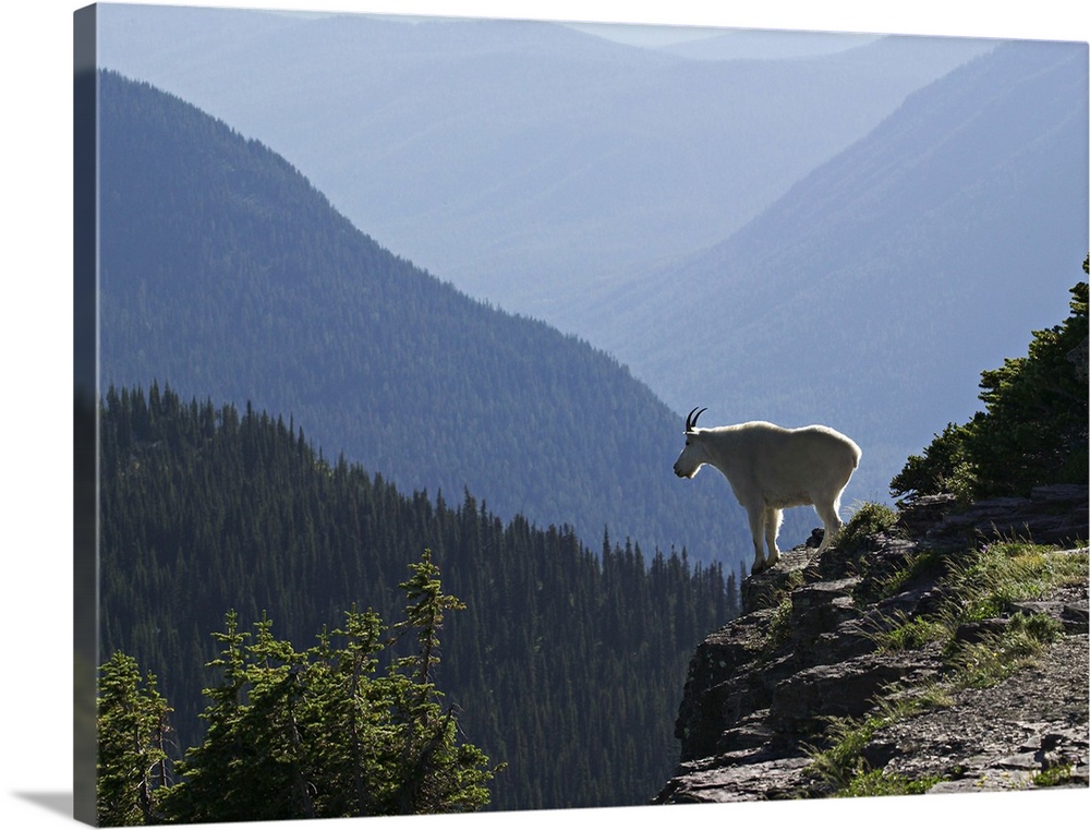A Mountain Goat surveys his domain from a high clift in Glacier National Park.