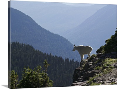 A Mountain Goat surveys his domain from a high cliff in Glacier National Park