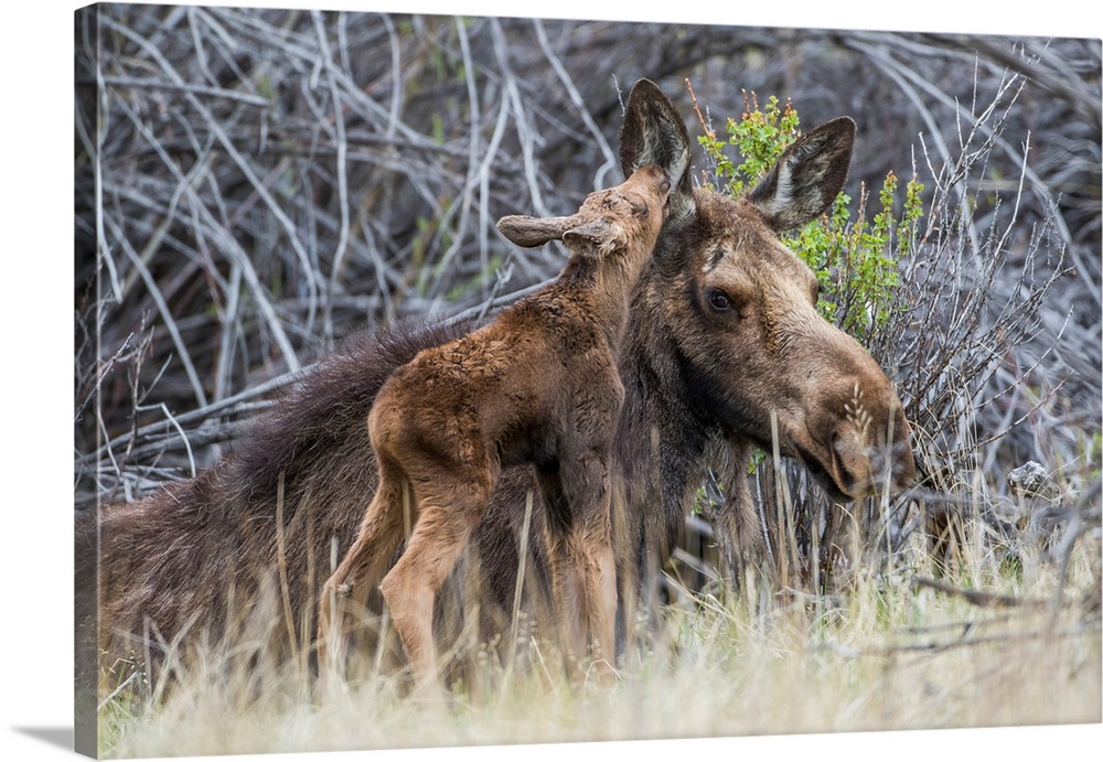 USA, Wyoming, Sublette County, a newborn moose calf nuzzles it's mother in a willow patch in May.