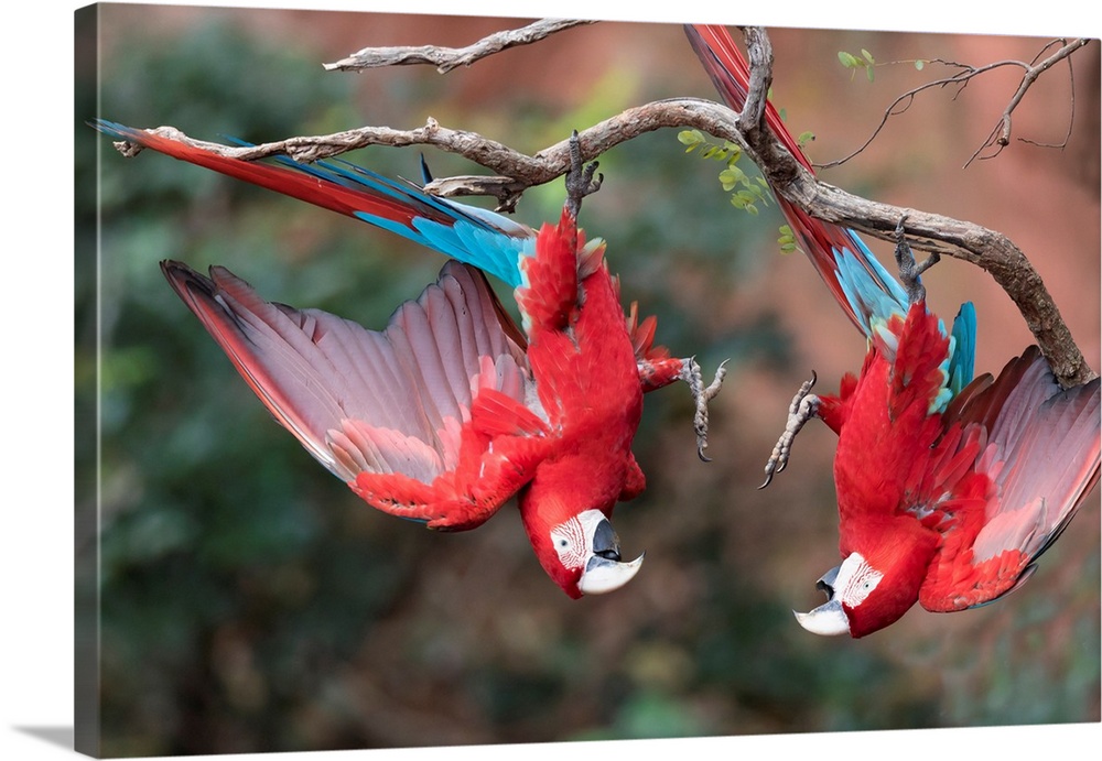 South America, Brazil, Mato Grosso do Sul, Jardim, Sinkhole of the Macaws, red-and-green macaw, Ara chloropterus. A pair o...