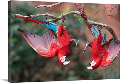 A Pair Of Red-And-Green Macaws Playing With Each Other Upside Down