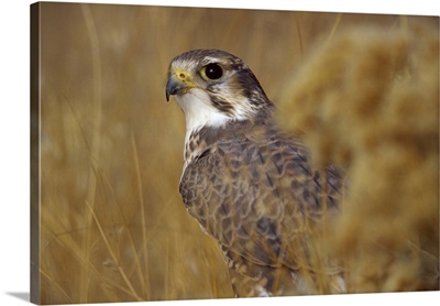 A Prairie Falcon