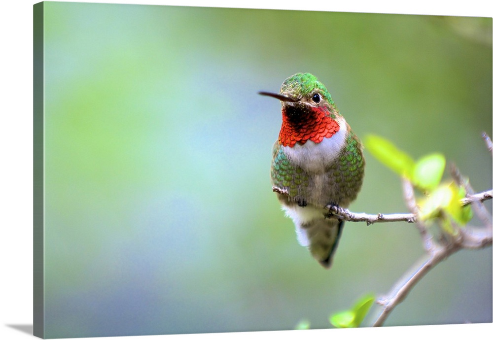 A Ruby-throated Hummingbird (Archilochus colubris), one of the most common of the hummers.