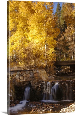 A small stream cascades over a rock dam amid fall aspens in the Sierra