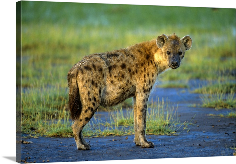 A spotted hyena in the Ngorongoro Crater, East Africa.