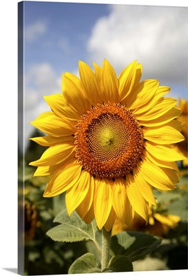 A sunflower in a sunflower field in Loire Valley. France