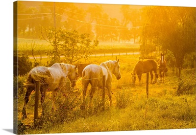 A Team Of Horses Walk In The Heat Alongside A Barbed Wire Fence