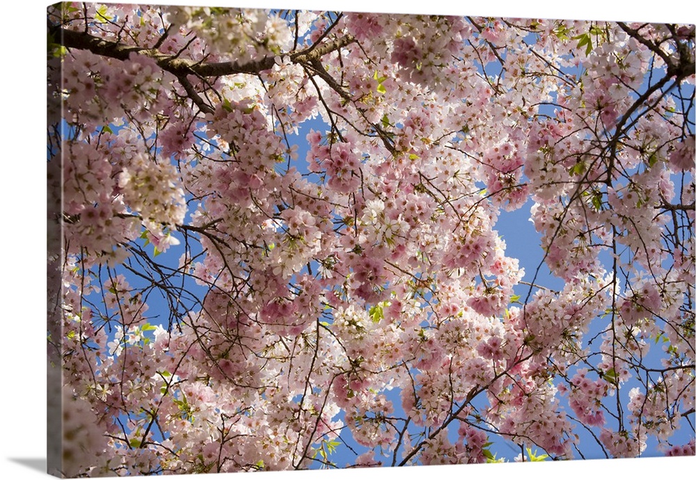 USA, Georgia, Pine Mountain. A tree full of blossoms.