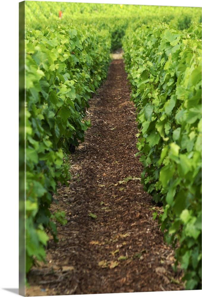 A neighbour's vineyard that is treated with bark chips (mulch) in order to prevent the grass and weed from growing and to ...