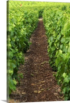 A vineyard that is treated with bark chips in order to prevent weeds, Ardennes, France