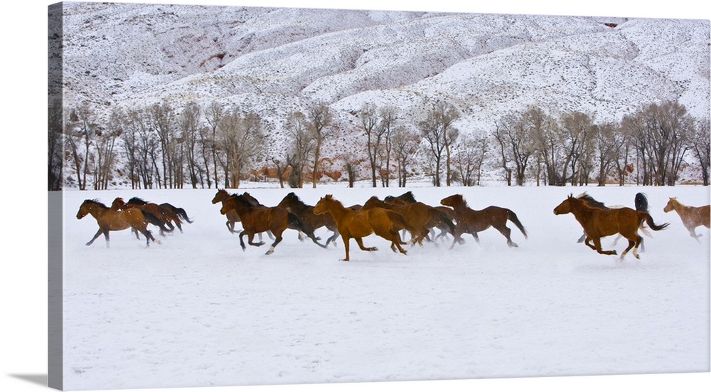 A winter scene of running horses on The Hideout Ranch in Shell, Wyoming.