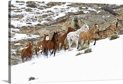 A winter scene of running horses on The Hideout Ranch in Shell, Wyoming