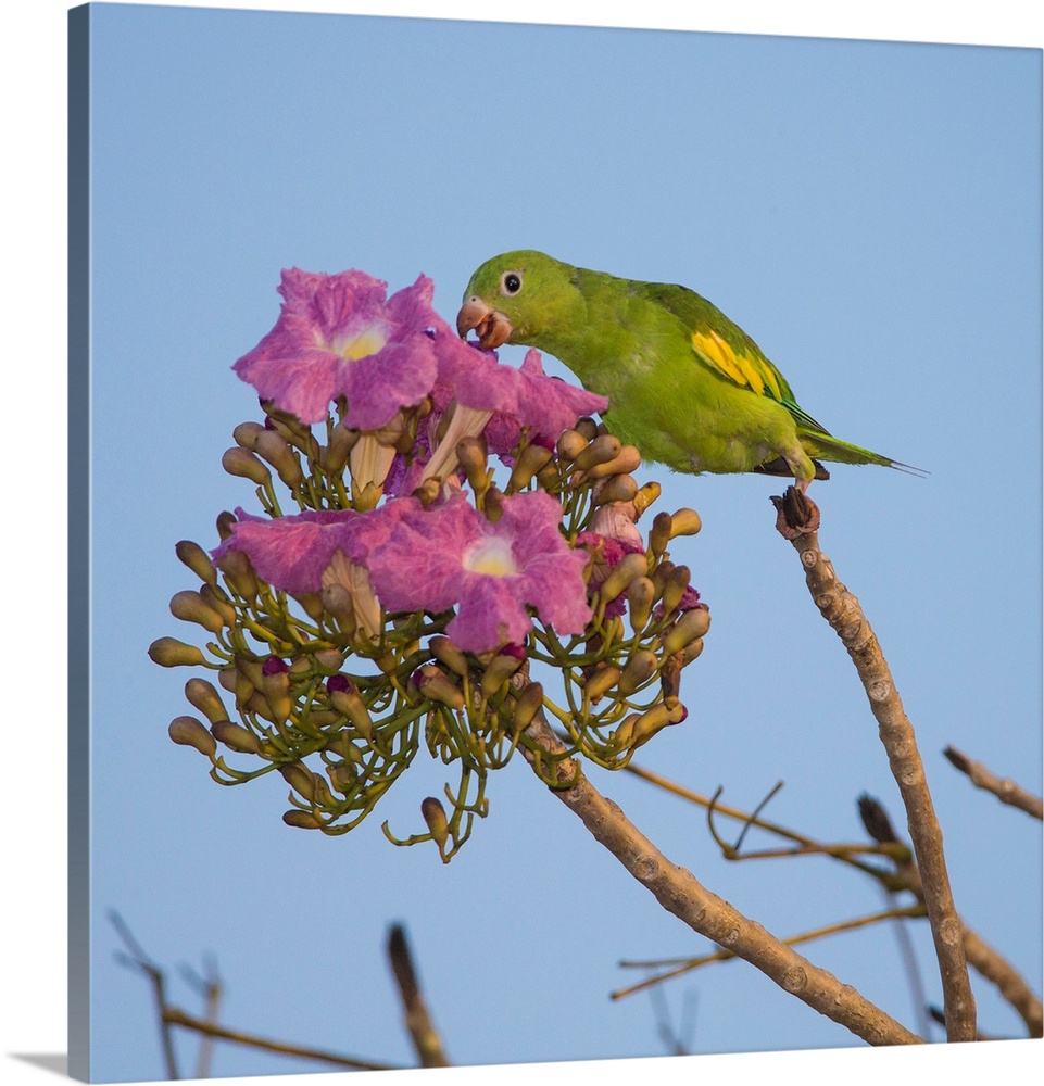South America. Brazil. A yellow-chevroned parakeet (Brotogeris chiriri) harvesting the blossoms of a pink trumpet tree (Ta...