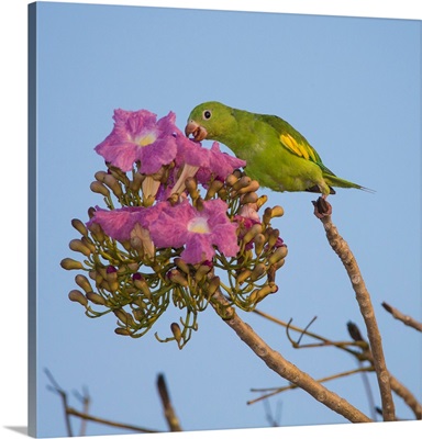 A Yellow-Chevroned Parakeet Harvesting The Blossoms Of A Pink Trumpet Tree, Brazil