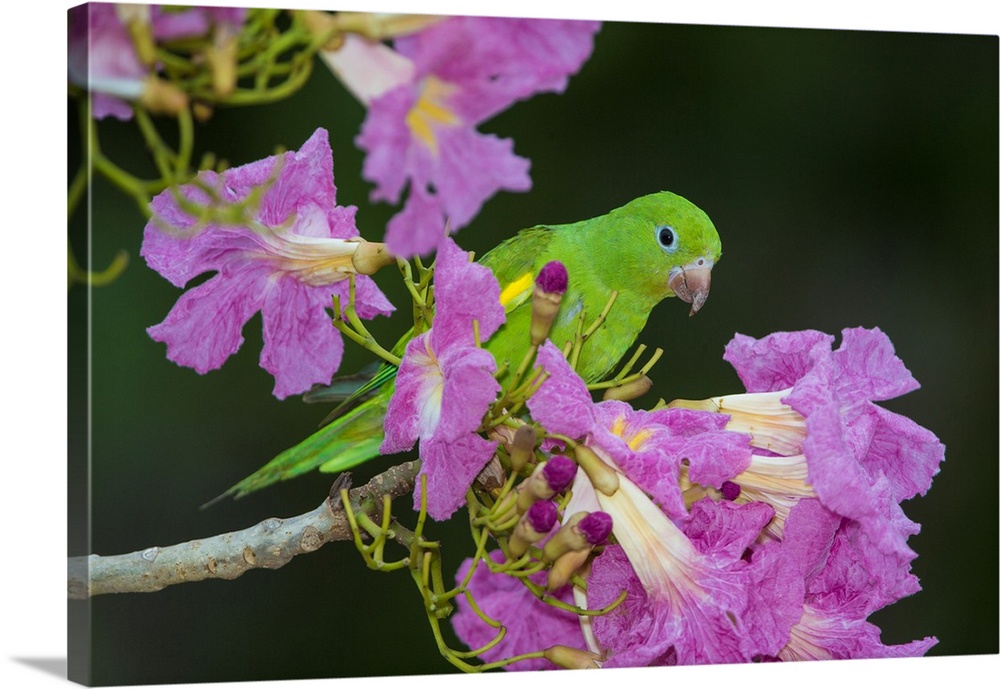 South America. Brazil. A yellow-chevroned parakeet (Brotogeris chiriri) harvesting the blossoms of a pink trumpet tree (Ta...