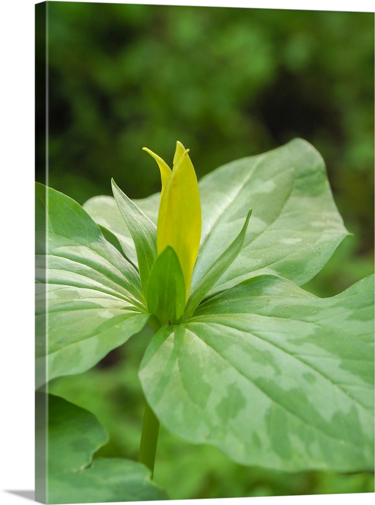 USA, North America, Delaware. A Yellow Trillium, Trillium Erectum, T, Luteum, Growing In A Wildflower Garden