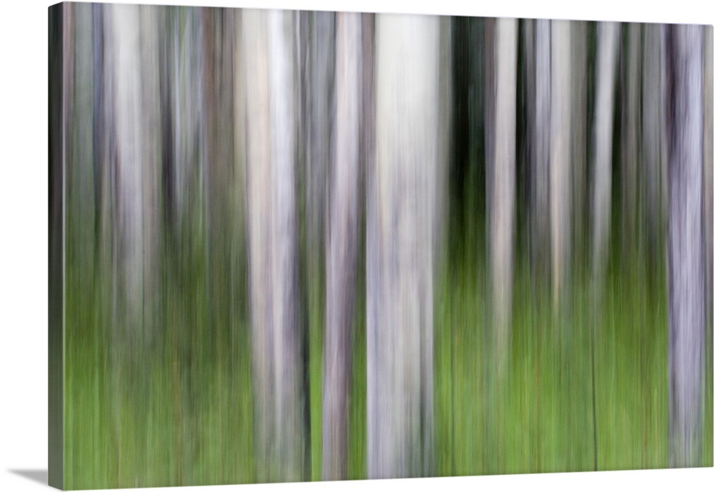 Abstract image of aspen trees in Glacier National Park.