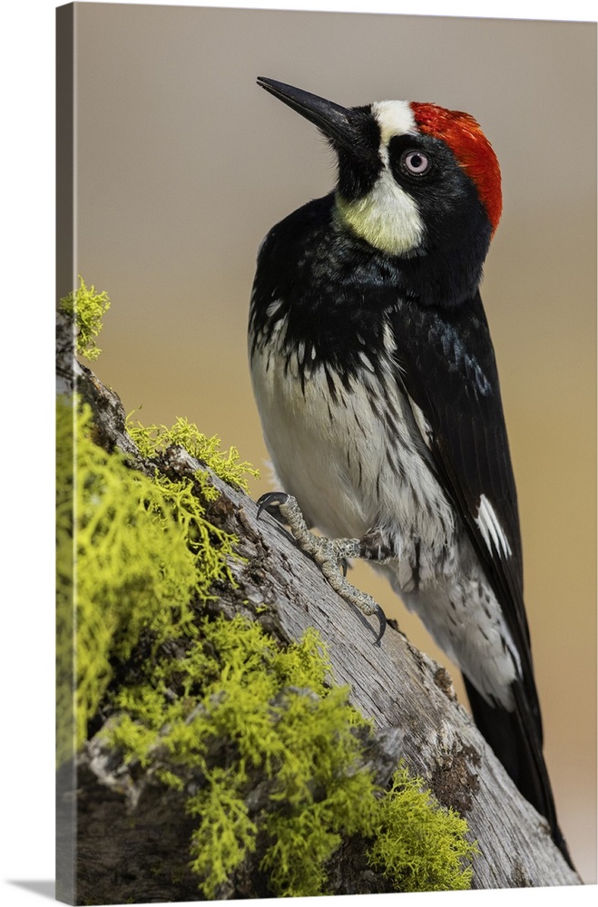 Acorn woodpecker. Nature, Fauna.