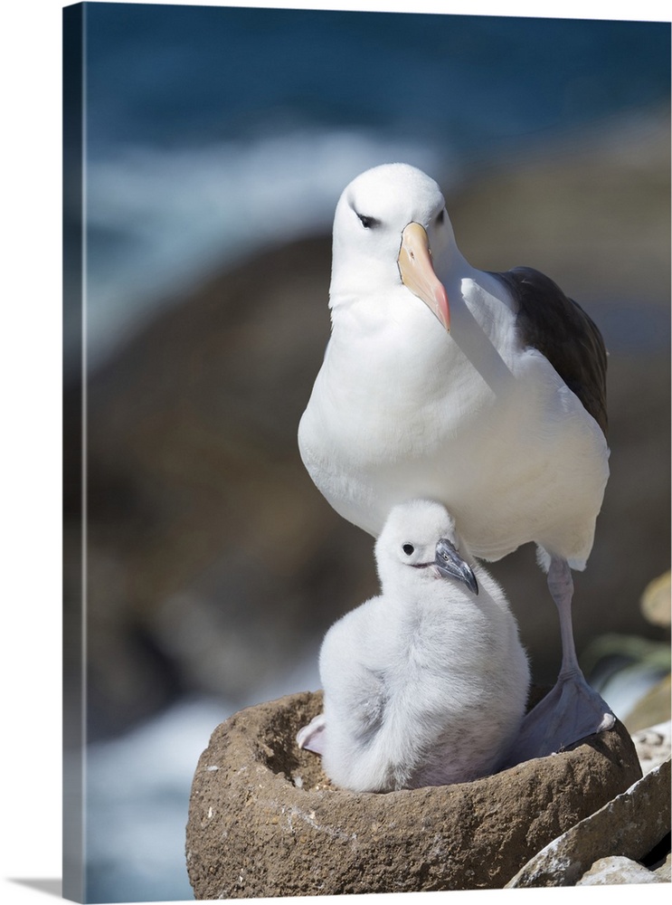 Adult and chick black-browed albatross on tower-shaped nest, Falkland Islands.