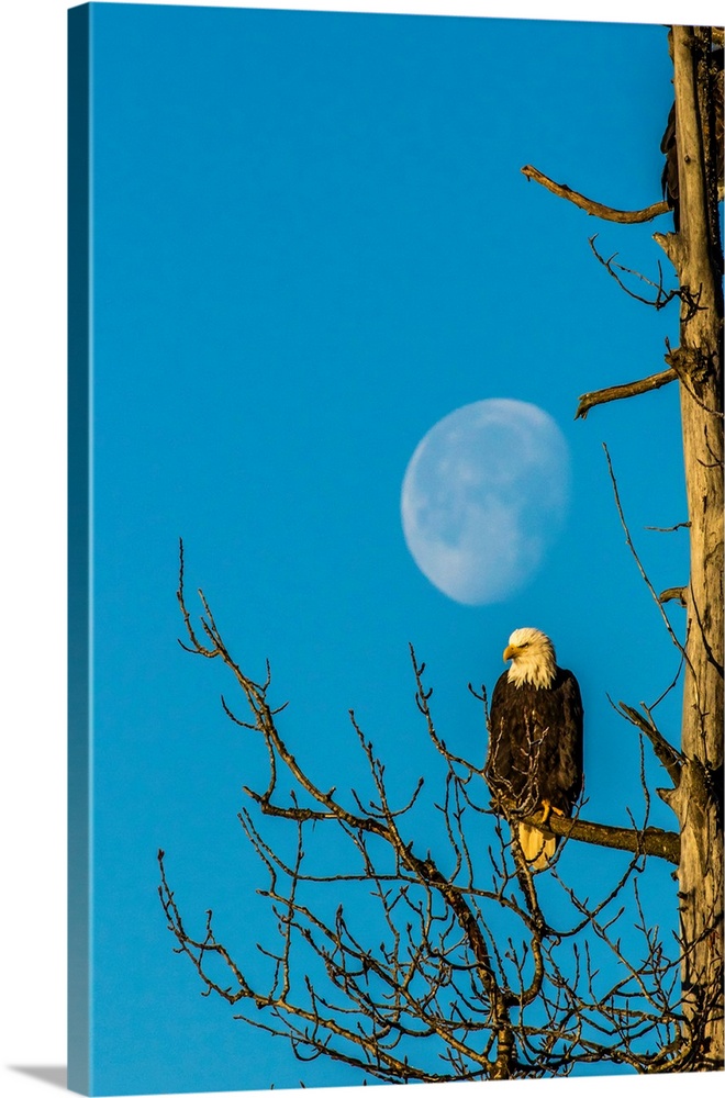 USA, Alaska, Chilkat Bald Eagle Preserve, bald eagle adult and moon.