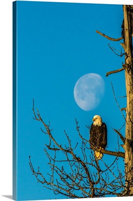 Adult Bald Eagle And Moon, Chilkat Bald Eagle Preserve, Alaska