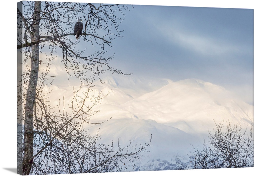 USA, Alaska, Chilkat Bald Eagle Preserve, bald eagle adult, and snowy mountains.