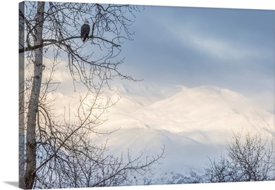 Adult Bald Eagle And Snowy Mountains, Chilkat Bald Eagle Preserve, Alaska