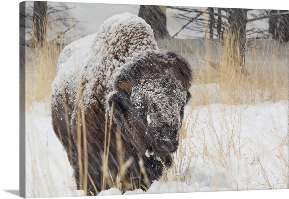 Adult bison bull in snowstorm at Yellowstone National Park.
