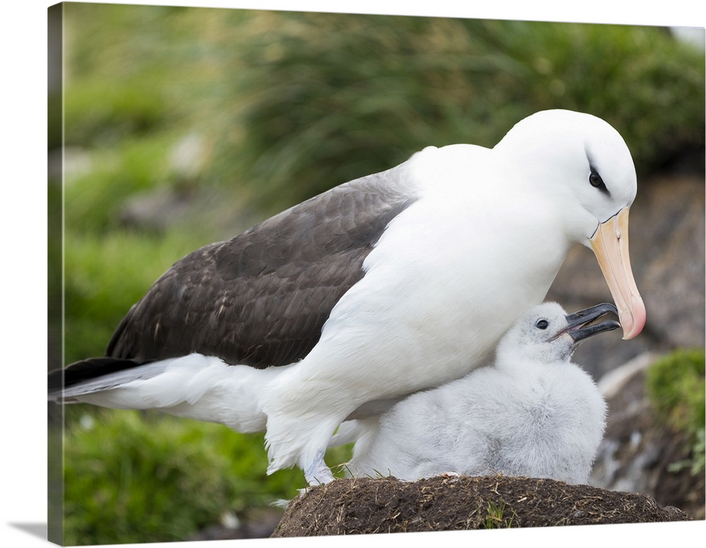 Adult black-browed albatross feeding chick on tower-shaped nest, Falkland Islands.