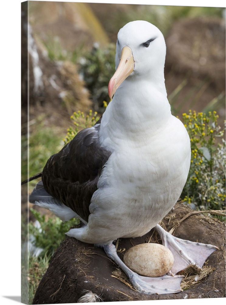 Adult black-browed albatross with egg on tower-shaped nest, Falkland Islands.
