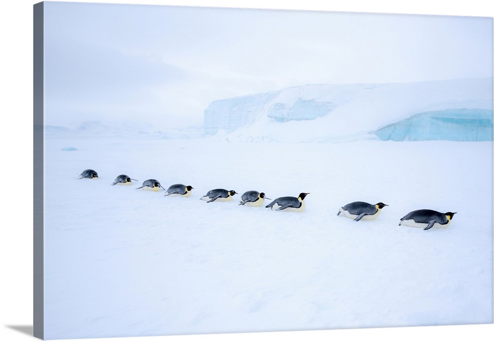 Snow Hill Island, Antarctica. Adult Emperor Penguin tobogganing in a line to save energy while traversing the ice.