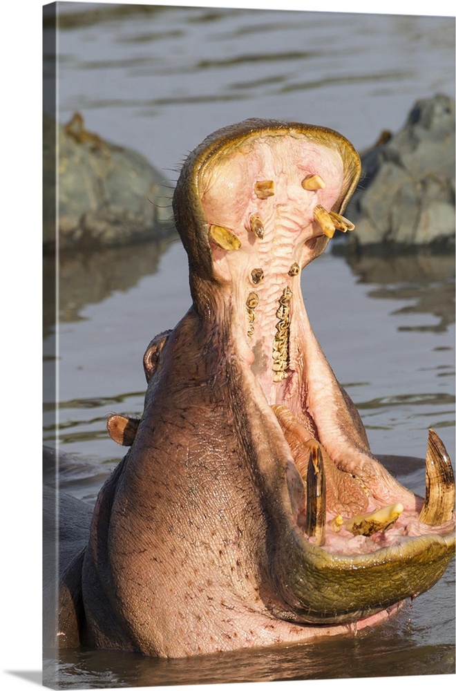 Adult hippopotamus opens its jaw, Close-up, showing teeth, Ngorongoro Conservation Area, Tanzania.