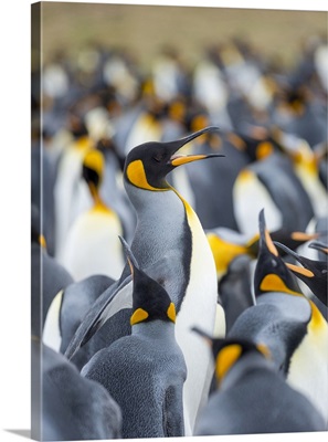Adult King Penguin, Falkland Islands