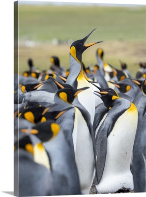 Adult King Penguin, Falkland Islands