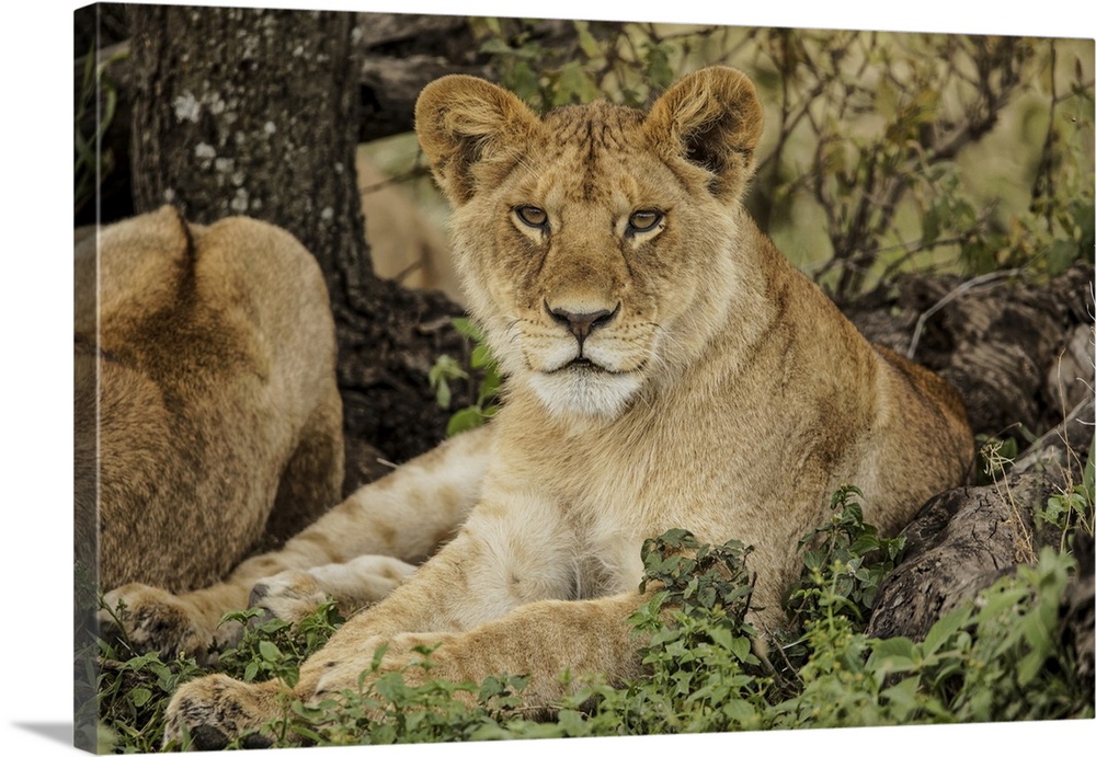 Sub adult lion resting in shade of tree with rest of the pride, Serengeti national park, Tanzania, Africa.